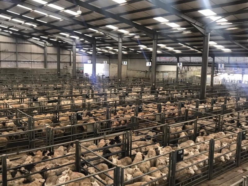 THAINSTONE – WEEKLY SALE OF PRIME AND FEEDING SHEEP – THURSDAY 7TH DECEMBER