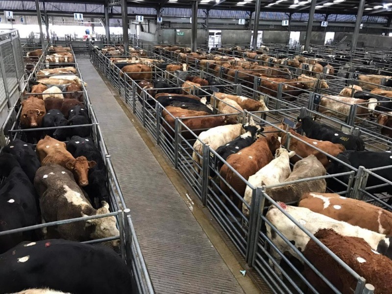 THAINSTONE – WEEKLY SALE OF CAST COWS & BULLS, OTM AND PRIME CATTLE THURSDAY 14th December