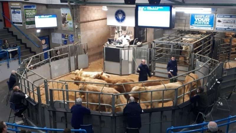 THAINSTONE – RNAS – SPRING SHOW - SHOW AND SALE OF EXHIBITION CATTLE – WEDNESDAY 28TH FEBRUARY