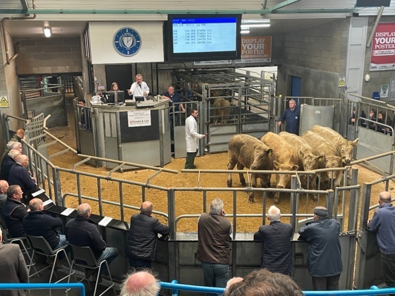 THAINSTONE – WEEKLY SALE OF STORE CATTLE AND BREEDING CATTLE – FRIDAY 1ST MARCH 2024