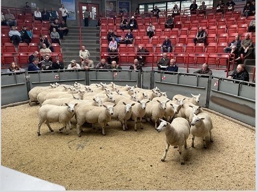 THAINSTONE – SALE OF EWES WITH LAMBS AT FOOT AND STORE SHEEP – TUESDAY 7TH MAY 2024