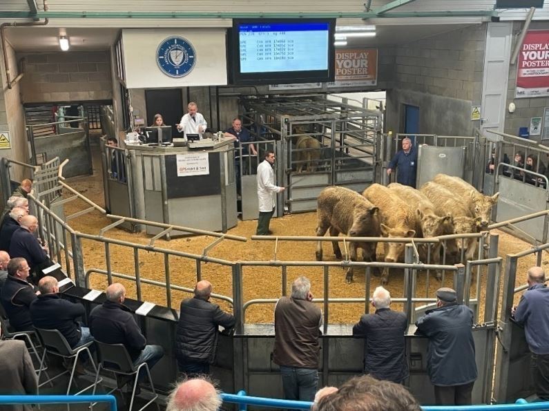 THAINSTONE – SALE OF BREEDING CATTLE – WEDNESDAY 8TH MAY 2024