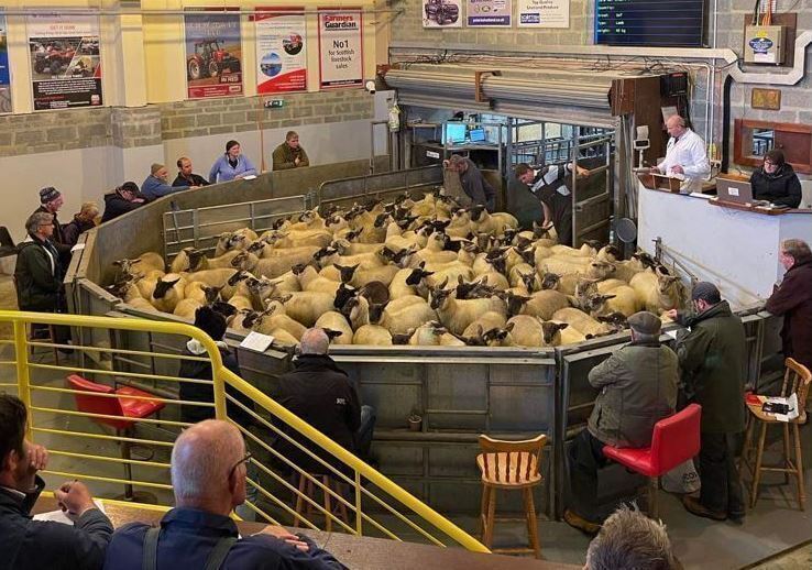 Lerwick - Sunday Sale of Breeding Rams