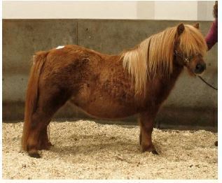 Lerwick - SALE OF REGISTERED PEDIGREE SHETLAND PONIES, Under the Auspices of the Shetland Pony Stud-Book Society - Wednesday 2nd October 2024
