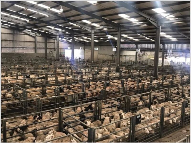 THAINSTONE – WEEKLY SALE OF PRIME SHEEP AND FEEDING SHEEP – THURSDAY 6TH JUNE 2024