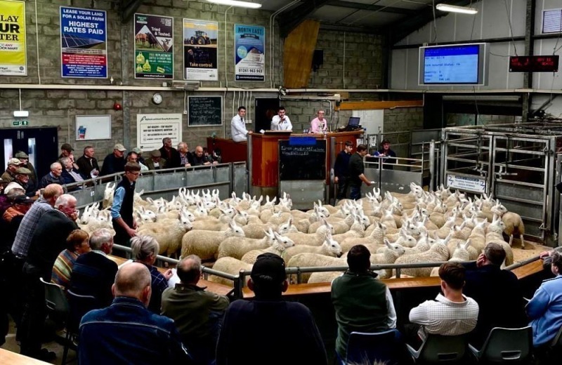 CAITHNESS – SALE OF HISHA & NON-HISHA NCC LAMBS, STORE, PRIME & FEEDING SHEEP – MONDAY 12TH AUGUST