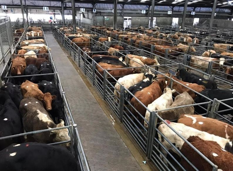 Thainstone – Weekly Sale of Cast Cows & Bulls, OTM and Prime Cattle – Thursday 26th June 2025