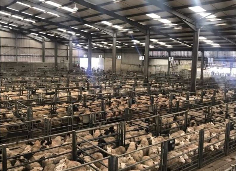 Thainstone – Weekly Sale of Prime Sheep and Feeding Sheep – Thursday 26th June 2025