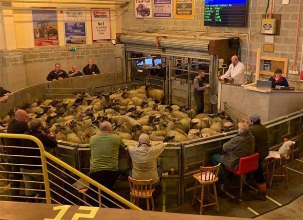 Lerwick - Sale of  All Classes of Livestock - Cattle and Sheep - Wednesday 9th February 2022