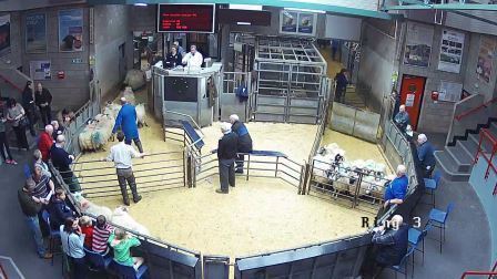 Thainstone - Weekly Sale of Store and Breeding Sheep at 11:00am in Ring 3