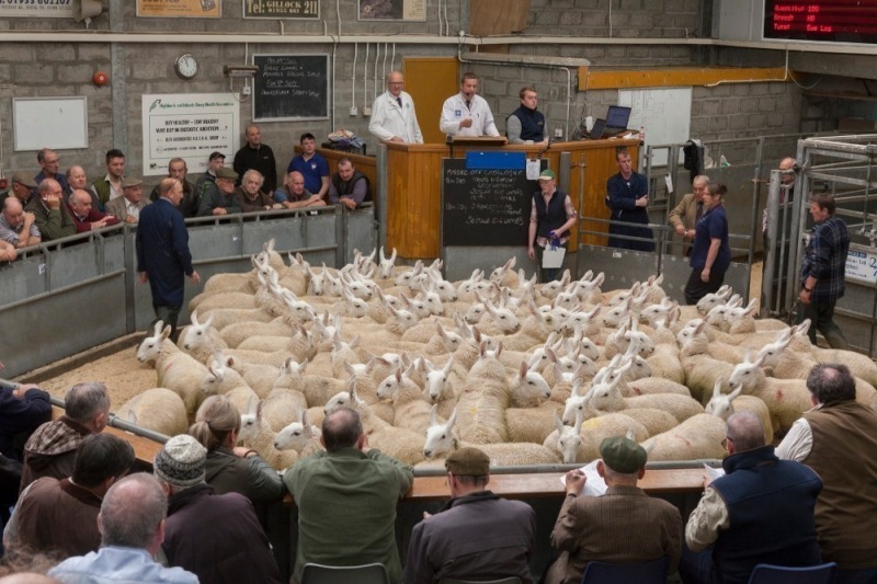 Caithness - Sale of Store and Breeding Cattle, Store and Prime Lambs and Feeding Sheep