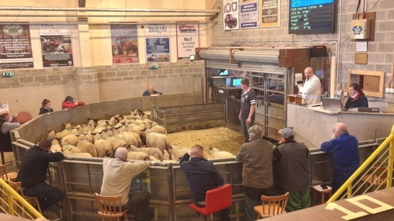 Lerwick - Sale of  Lambs and All Classes of Sheep Friday 19th August 2022