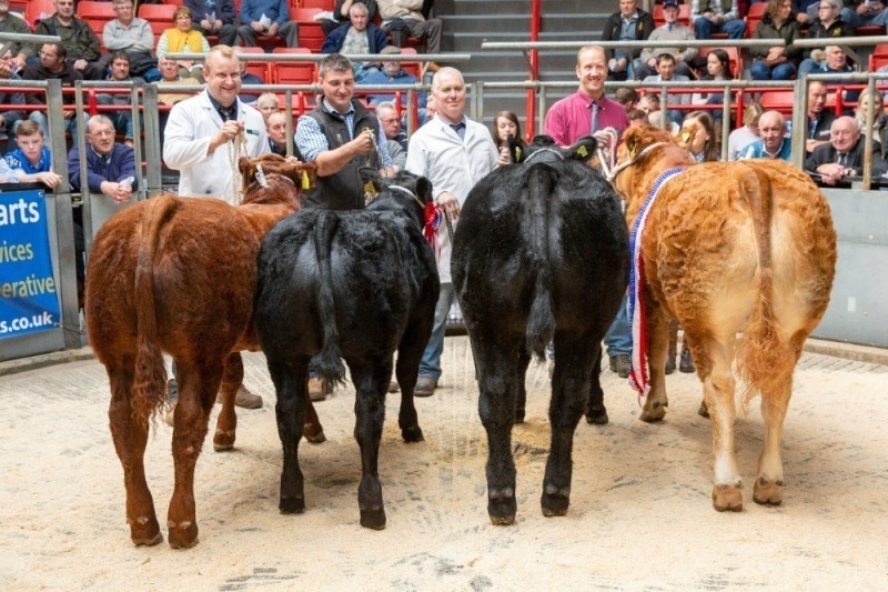Thainstone - Spectacular Show and Sale Sponsored by Blackadders, Special Sale of Store and Breeding Cattle at 10.00am in Ring 2
