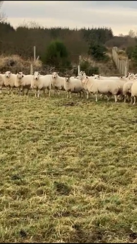 In lamb ewes