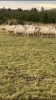 In lamb ewes - 2