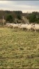 In lamb ewes - 4