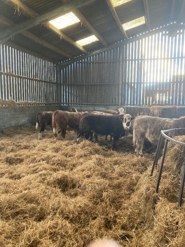 Shorthorn cross steers and heifers