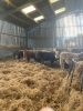 Shorthorn cross steers and heifers