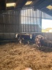 Shorthorn cross steers and heifers - 2