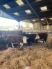 Shorthorn cross steers and heifers - 4