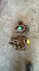SMALL DRAG & LIFTING CHAIN