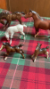 BOX 8 BESWICK HORSES & FOALS - 3