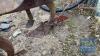 KVERNELAND 2 FURROW REVERSIBLE PLOUGH - 5