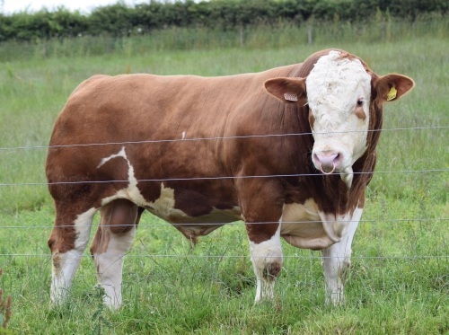 Heterozygous Polled Simmental bull