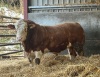 Heterozygous Polled Simmental bull - 2