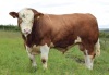 Heterozygous Polled Simmental bull - 3