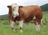 Heterozygous Polled Simmental bull - 4