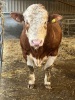 Heterozygous Polled Simmental bull - 5