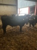 Dairy fattening bulls - 3