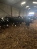 Dairy fattening bulls - 4