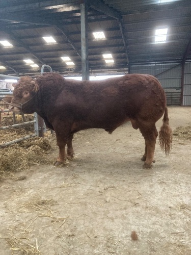 Limousin bull