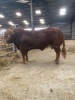 Limousin bull - 4