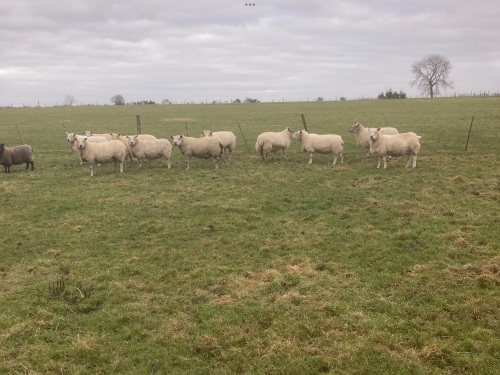 Inlamb ewes