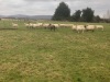 Inlamb ewes - 2