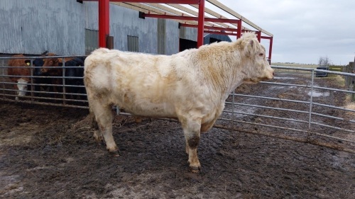 Shorthorn bull