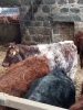 Shorthorn bull - 8