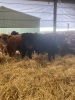 Dexter store cattle - 2