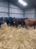 Dexter store cattle - 3