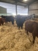 Dexter store cattle - 4