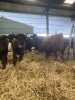 Dexter store cattle - 6