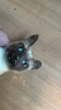 BOX- BESWICK CAT+ SPANISH DANCER ORNAMENTS- DAMAGED - 4