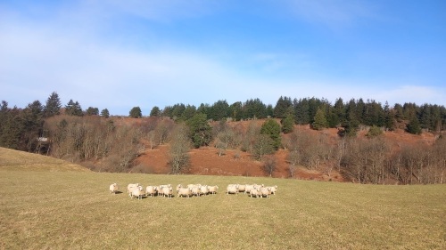 Inlamb Ewes