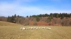 Inlamb Ewes - 2