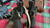 BOX-3 SETS BINOCULARS - 5