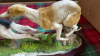 BOX GREYHOUND ORNAMENT - 3
