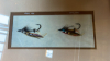 FISHING FLIES & HORSE PHOTOS - 2